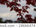 Autumn leaves 28666474