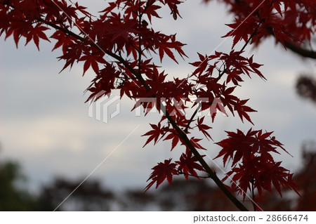 Autumn leaves 28666474