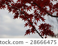 Autumn leaves 28666475