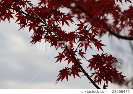 Autumn leaves Autumn leaves 28666475