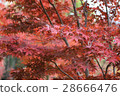 Autumn leaves 28666476