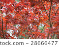 Autumn leaves 28666477