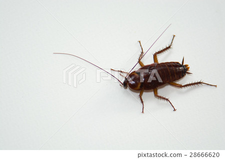 Roach macro white backdrop to highlight the detail 28666620