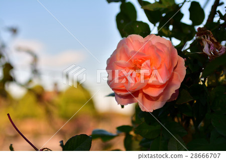 Hill Park where Yokohama · Harbor can be seen 28666707