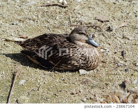 Overwintering duck duck duck in pond Overwintering duck duck duck in pond 28667104