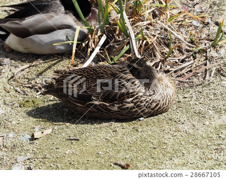 Overwintering duck duck duck in pond Overwintering duck duck duck in pond 28667105