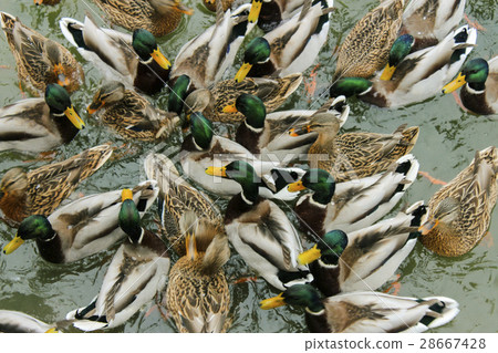 Ducks feed on water Ducks feed on water 28667428