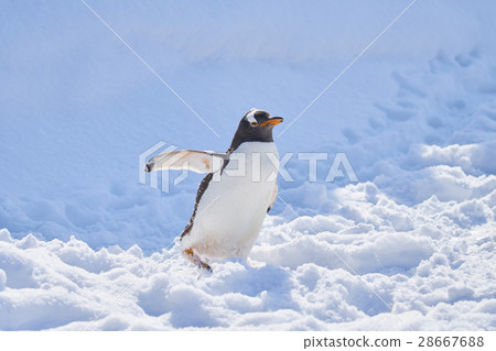 Gentoo penguin on the snow 28667688