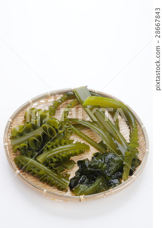 Boyle海藻 Boyle海藻 28667843