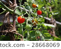 Tomato   28668069
