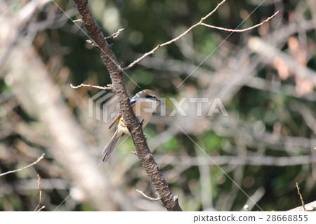 伯勞 伯勞 28668855