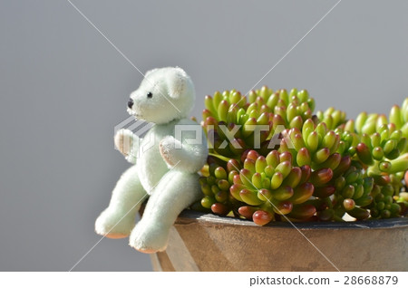 Sedum and Teddy Bear Sedum and Teddy Bear 28668879