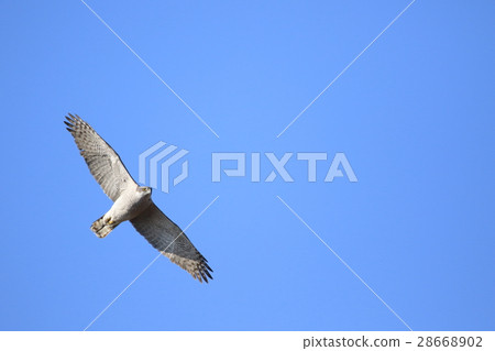 Flight of the Otaka (adult bird) 28668902