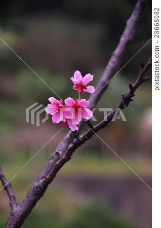 櫻花,花海,花,植物 28668982