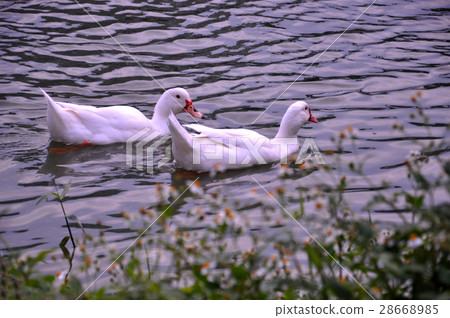 天鵝,鴛鴦,鴨子,白鷺鷥,鳥,動物,池塘,河邊,風景 天鵝,鴛鴦,鴨子,白鷺鷥,鳥,動物,池塘,河邊,風景 28668985