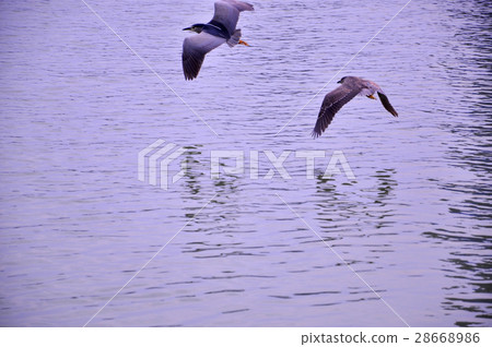 天鵝,鴛鴦,鴨子,白鷺鷥,鳥,動物,池塘,河邊,風景 28668986