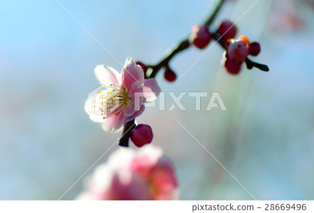 Plum blossom  28669496
