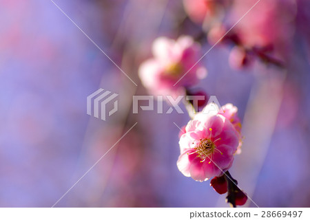 Plum blossom  28669497