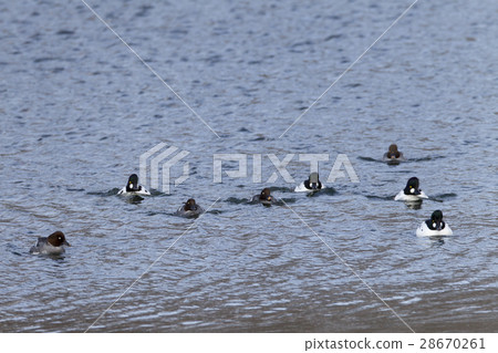 Rhododendron Rhododendron 28670261