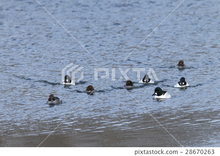 Rhododendron 28670263