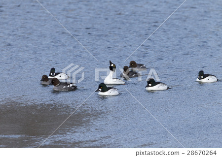 Rhododendron 28670264