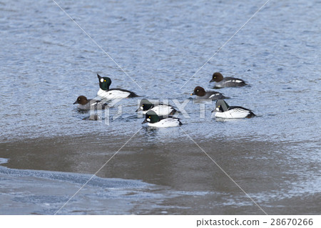 鵲鴨 28670266