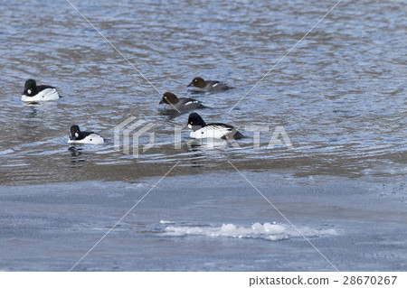 鵲鴨 28670267
