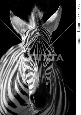 zebra zebra 28670349