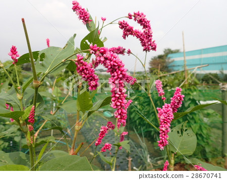 Ooketade (big hair tate) Ooketade (big hair tate) 28670741