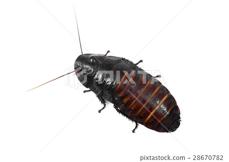 Madagascar hissin Cockroach Madagascar hissin Cockroach 28670782