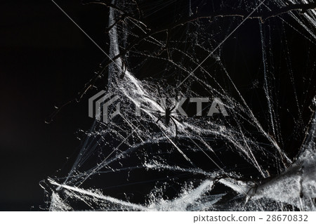 Abstract Spiderweb on black 28670832