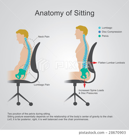 Anatomy of sitting - Stock Illustration [28670903] - PIXTA