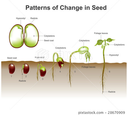 patterns of change in seed 28670909