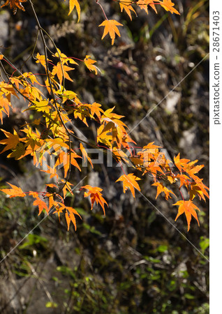 武田佐倉庭院的秋葉 28671403