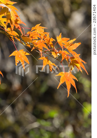 武田佐倉庭院的秋葉 28671404