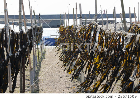 Seaweed's heaven sunrise 28671509