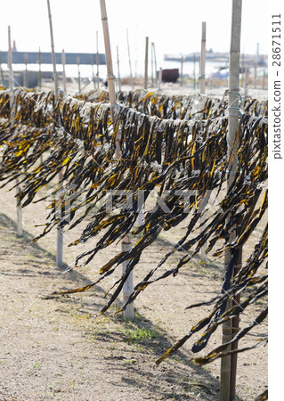 海藻的天堂日出 28671511