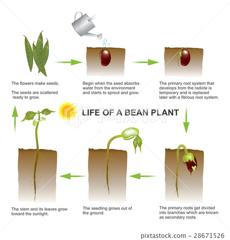 life of a bean plant life of a bean plant 28671526