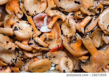 Orange mushrooms. Lactarius section Deliciosi Orange mushrooms. Lactarius section Deliciosi 28671609