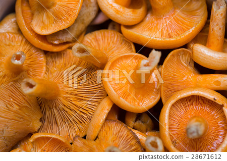 Orange mushrooms. Lactarius section Deliciosi 28671612