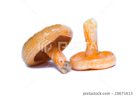 Orange mushrooms. Lactarius section Deliciosi Orange mushrooms. Lactarius section Deliciosi 28671613