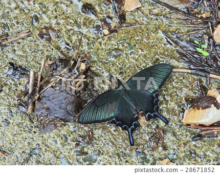 Crow beanha (May 2016 Spring Okuno Fukui Prefecture) Crow beanha (May 2016 Spring Okuno Fukui Prefecture) 28671852