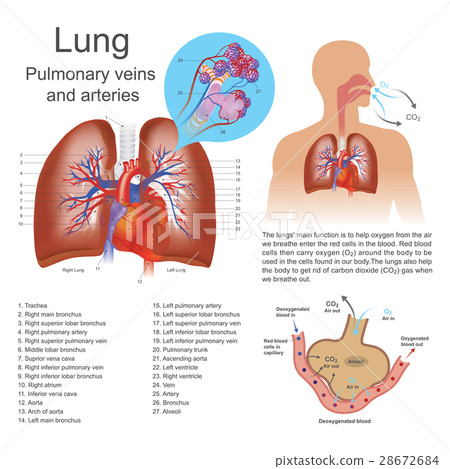 lung 28672684