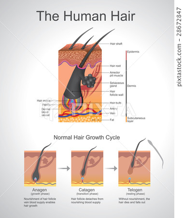 Humann Hair Humann Hair 28672847