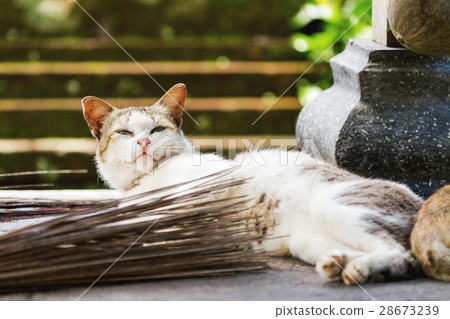 Stray cat in Taman Ayun temple, Bali. Stray cat in Taman Ayun temple, Bali. 28673239
