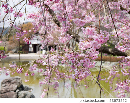 Sakura (Fujioka Sakurayama Forest Park) - Stock Photo [28673252