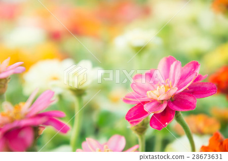 pink flowers in the garden with sunshine 28673631