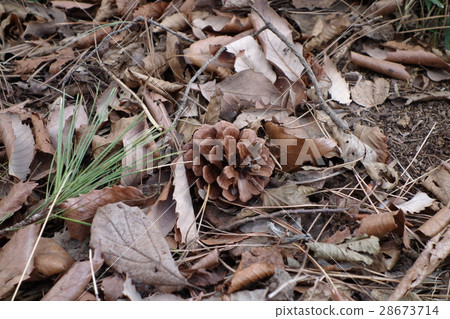 Pine cone of Ling Park 28673714