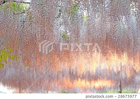 桃紅色wisterie花照亮 28673977