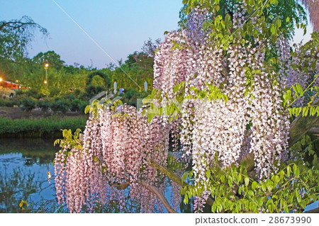 Pink wisterie flower light up 28673990